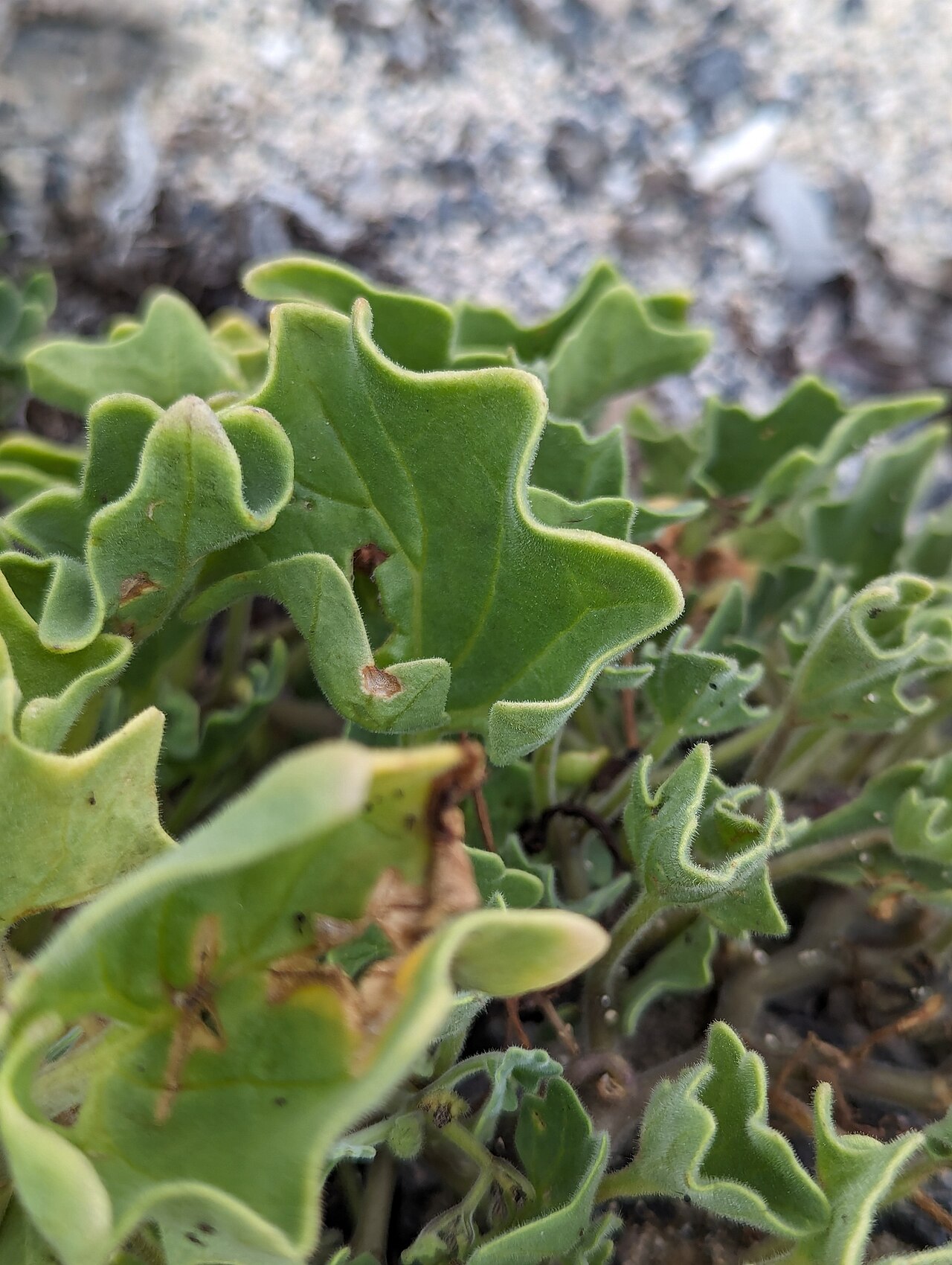 Galapagos shore petunia: Galápagos shore-petunia ( Exodeconus miersii ) in Ecuador