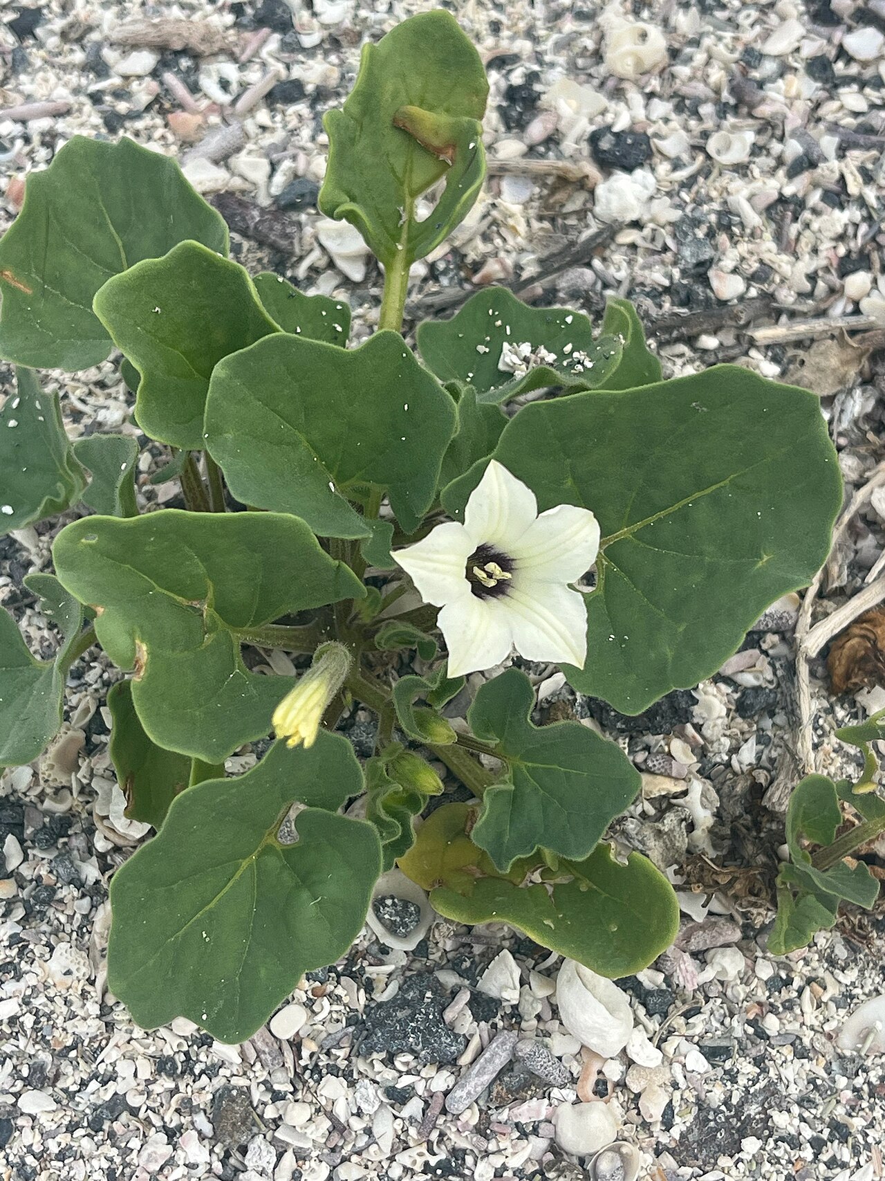 Galapagos shore petunia: Galápagos shore-petunia ( Exodeconus miersii ) in Ecuador