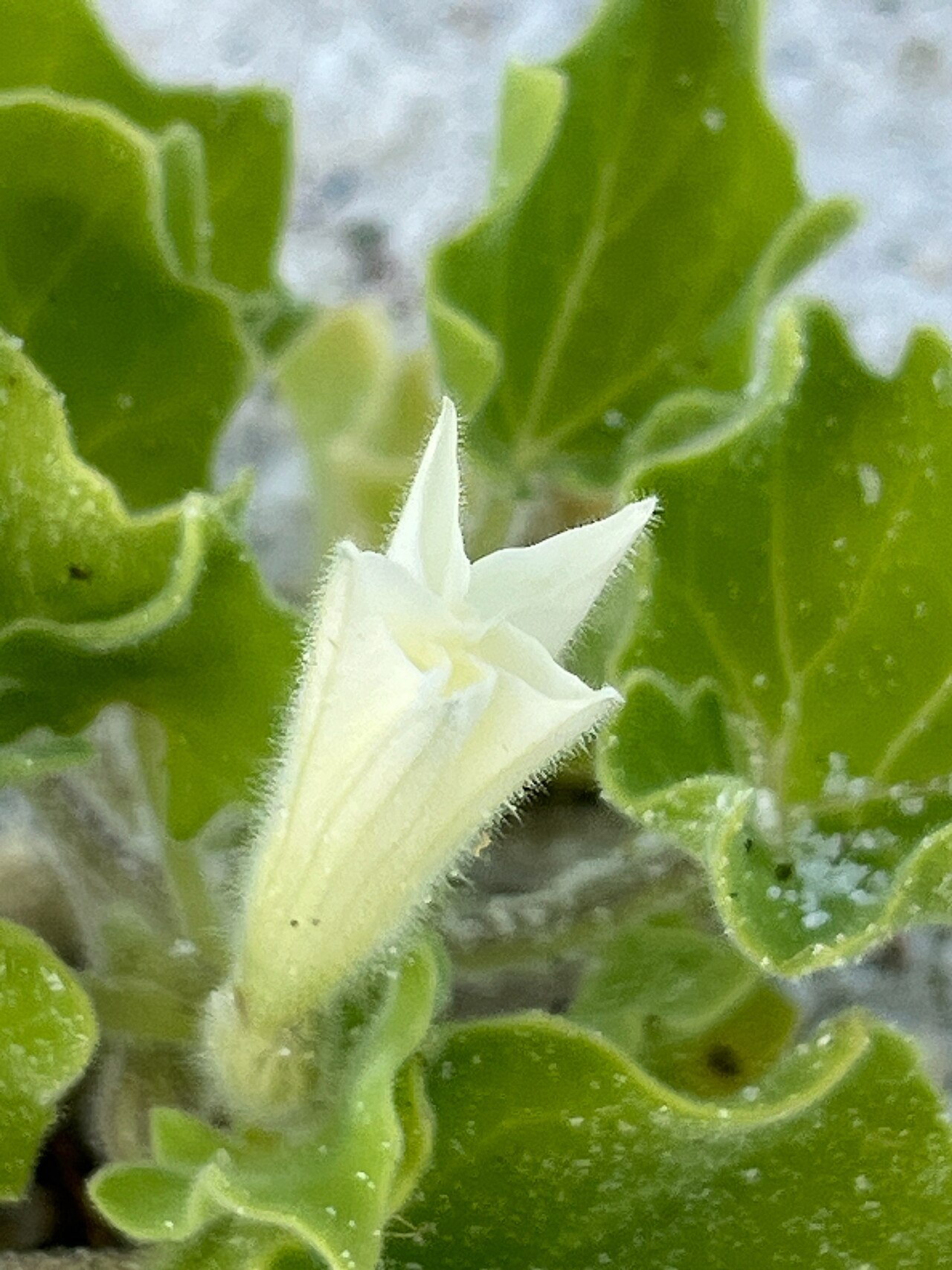 Galapagos shore petunia: Galápagos shore-petunia ( Exodeconus miersii ) in Ecuador