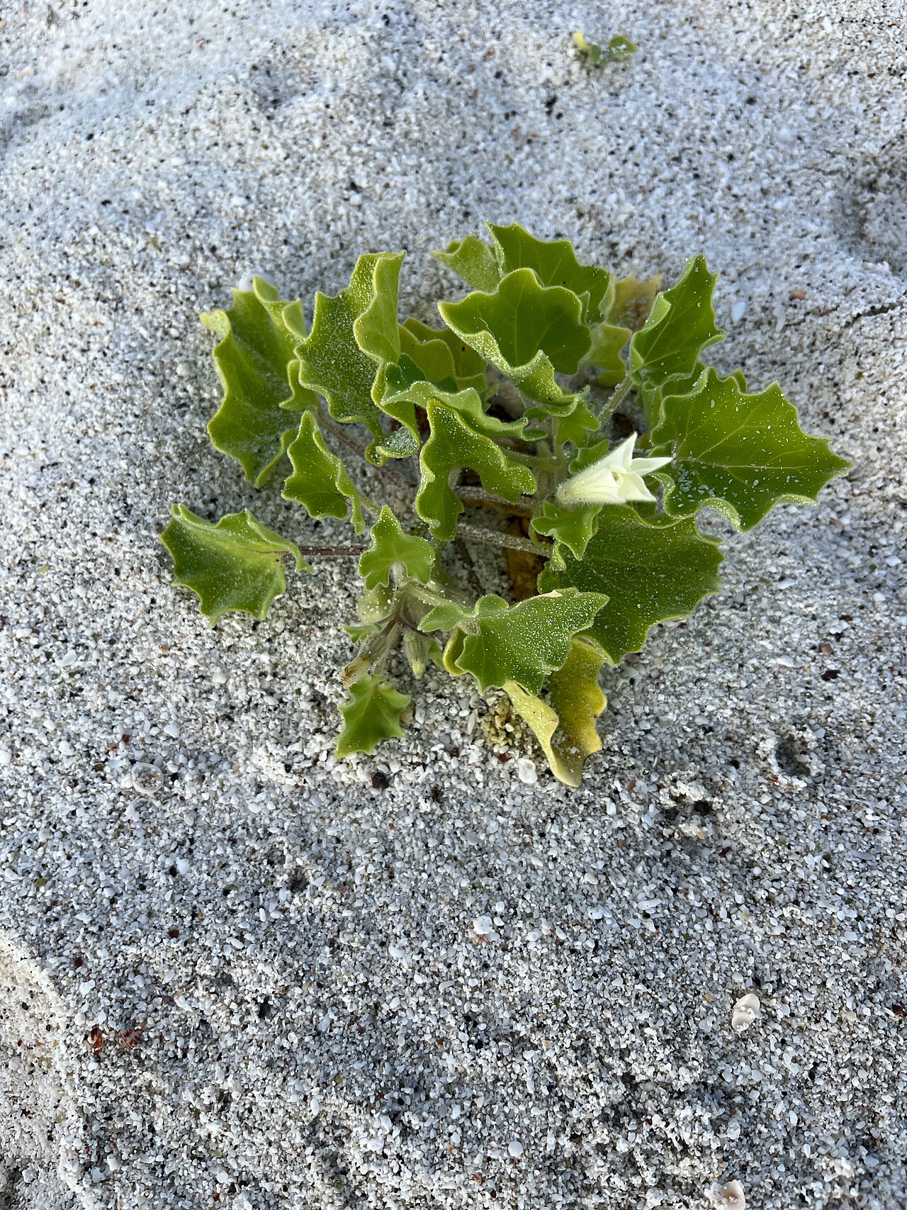Galapagos shore petunia: Galápagos shore-petunia ( Exodeconus miersii ) in Ecuador