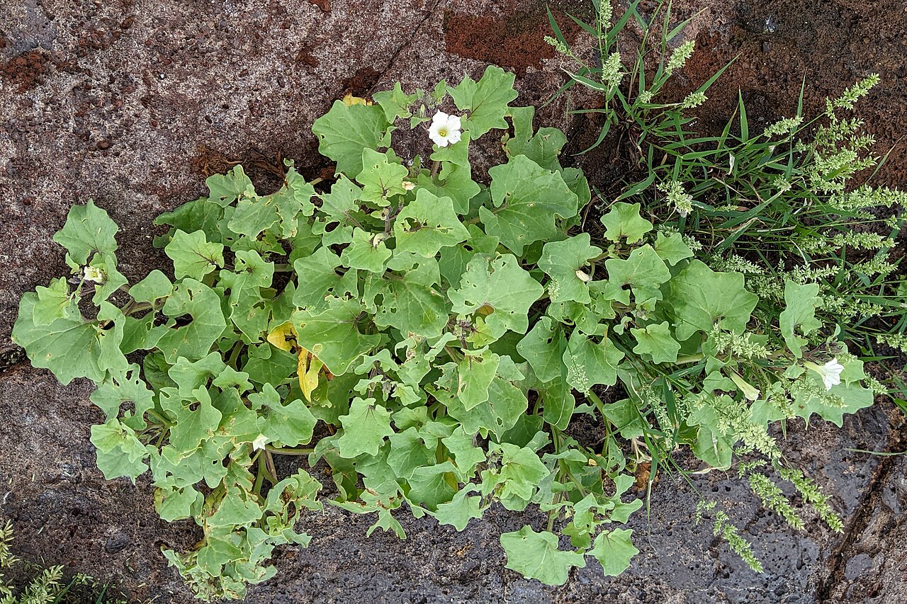 Galapagos shore petunia: Galápagos shore-petunia ( Exodeconus miersii ) in Ecuador