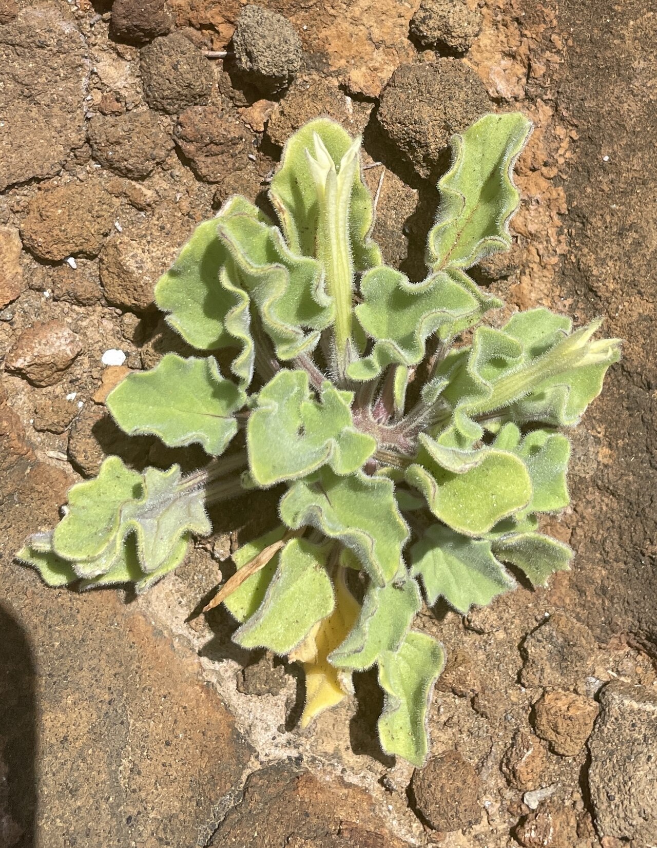 Galapagos shore petunia: Galápagos shore-petunia ( Exodeconus miersii ) in Ecuador