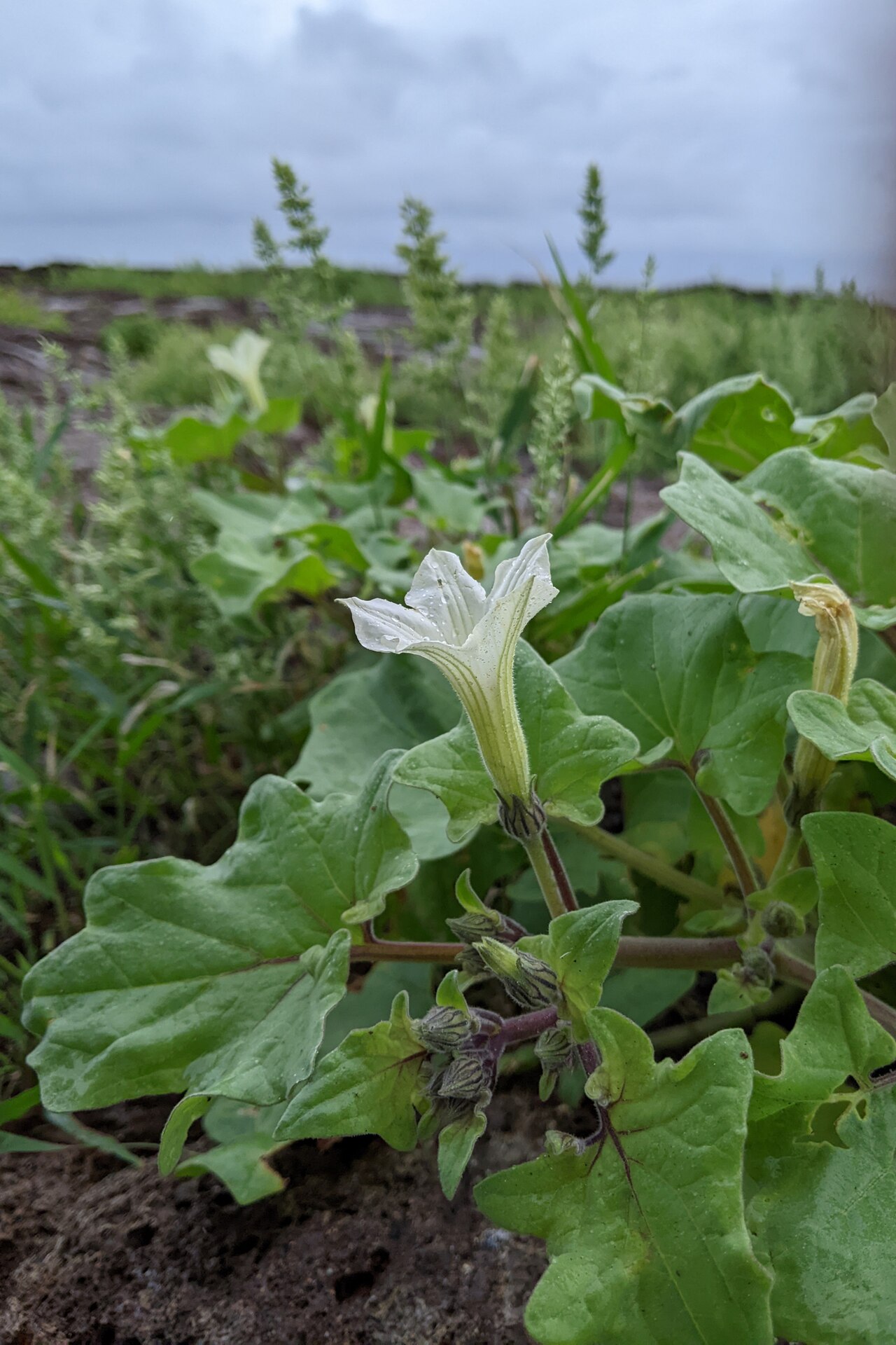Galapagos shore petunia: Galápagos shore-petunia ( Exodeconus miersii ) in Ecuador