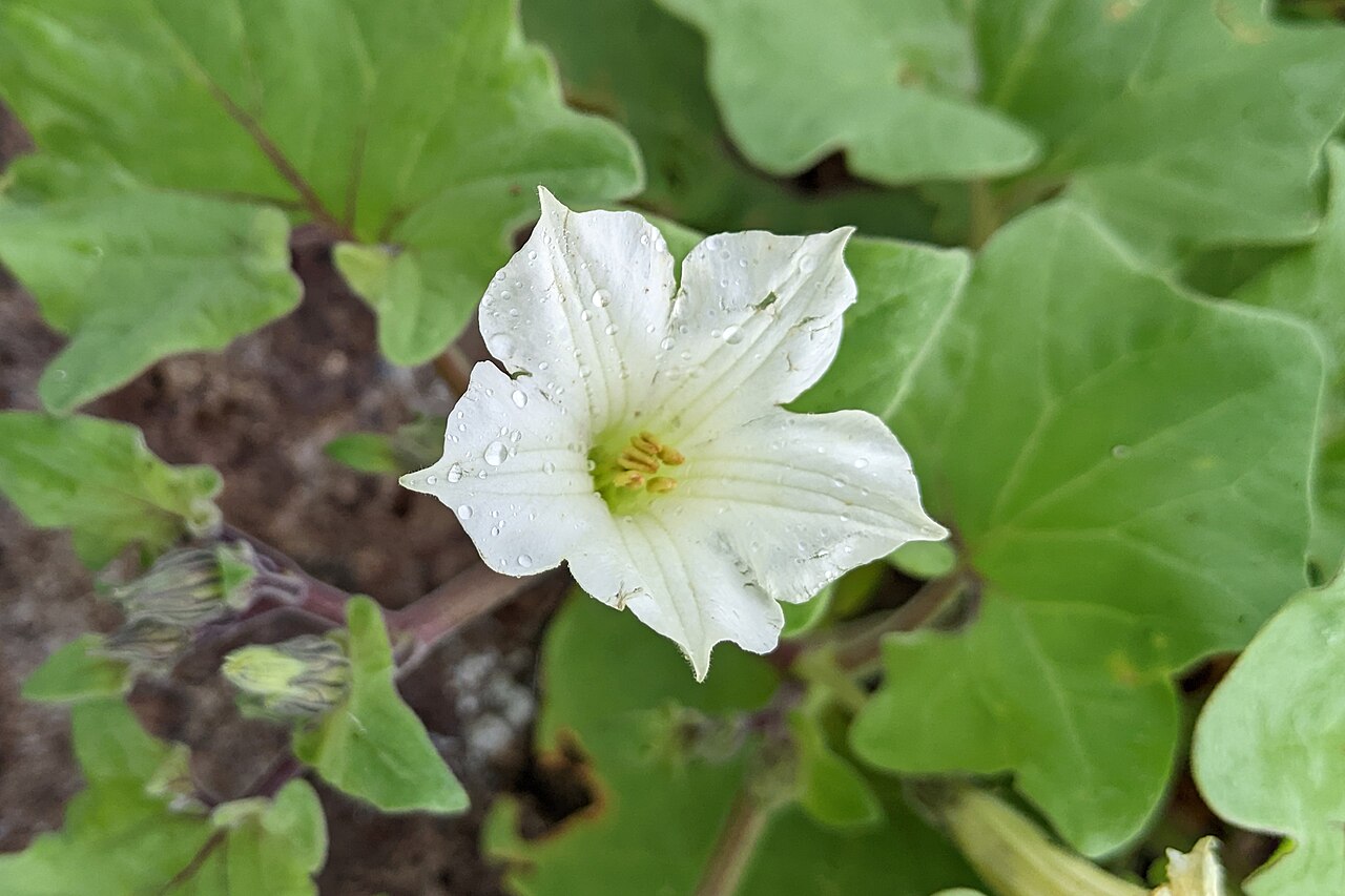 Galapagos shore petunia: Galápagos shore-petunia ( Exodeconus miersii ) in Ecuador