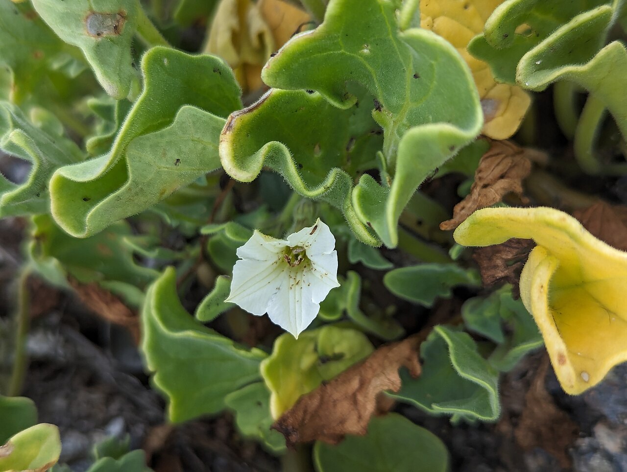 Galapagos shore petunia: Galápagos shore-petunia ( Exodeconus miersii ) in Ecuador