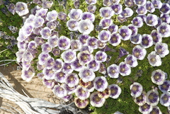 Fabiana australis (Fabiana australis)