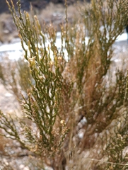 Fabiana denudata (Fabiana denudata)