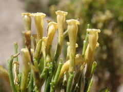 Fabiana denudata (Fabiana denudata)