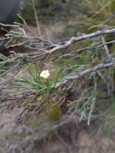 Fabiana denudata (Fabiana denudata)