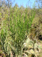Fabiana denudata (Fabiana denudata)