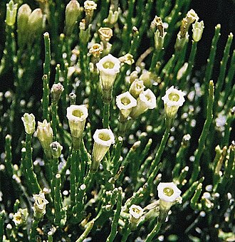 Fabiana denudata: From the steppes of southern Argentina. In context at www.dixpix.ca/sth_cordillera/flora/spuds/index.html