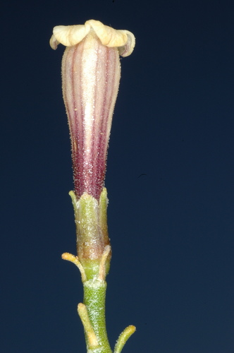Fabiana denudata (Fabiana denudata)