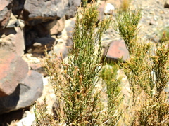 Fabiana denudata (Fabiana denudata)