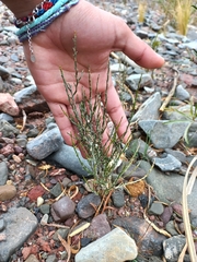 Fabiana denudata (Fabiana denudata)