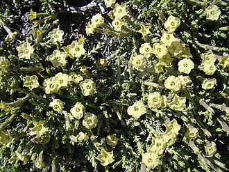 Fabiana foliosa: From Rio Negro Province, Argentina. In context at www.dixpix.ca/sth_cordillera/flora/spuds/index.html