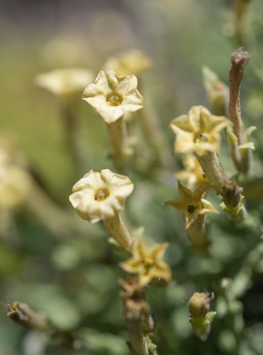 Fabiana foliosa (Fabiana foliosa)