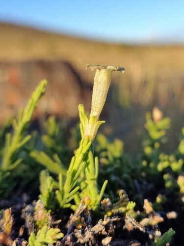 Fabiana foliosa (Fabiana foliosa)