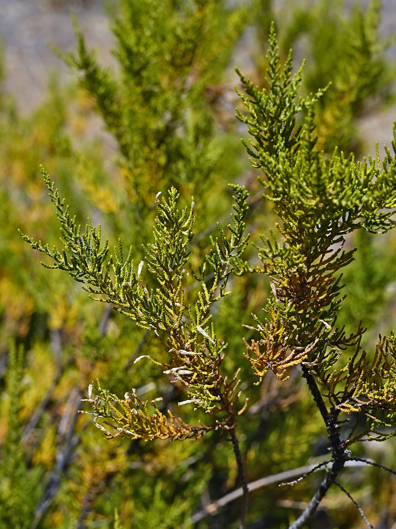 Pichi pichi: Fabiana imbricata 14km SE from El Medano in Rio Maule valley, Region del Maule, Chile