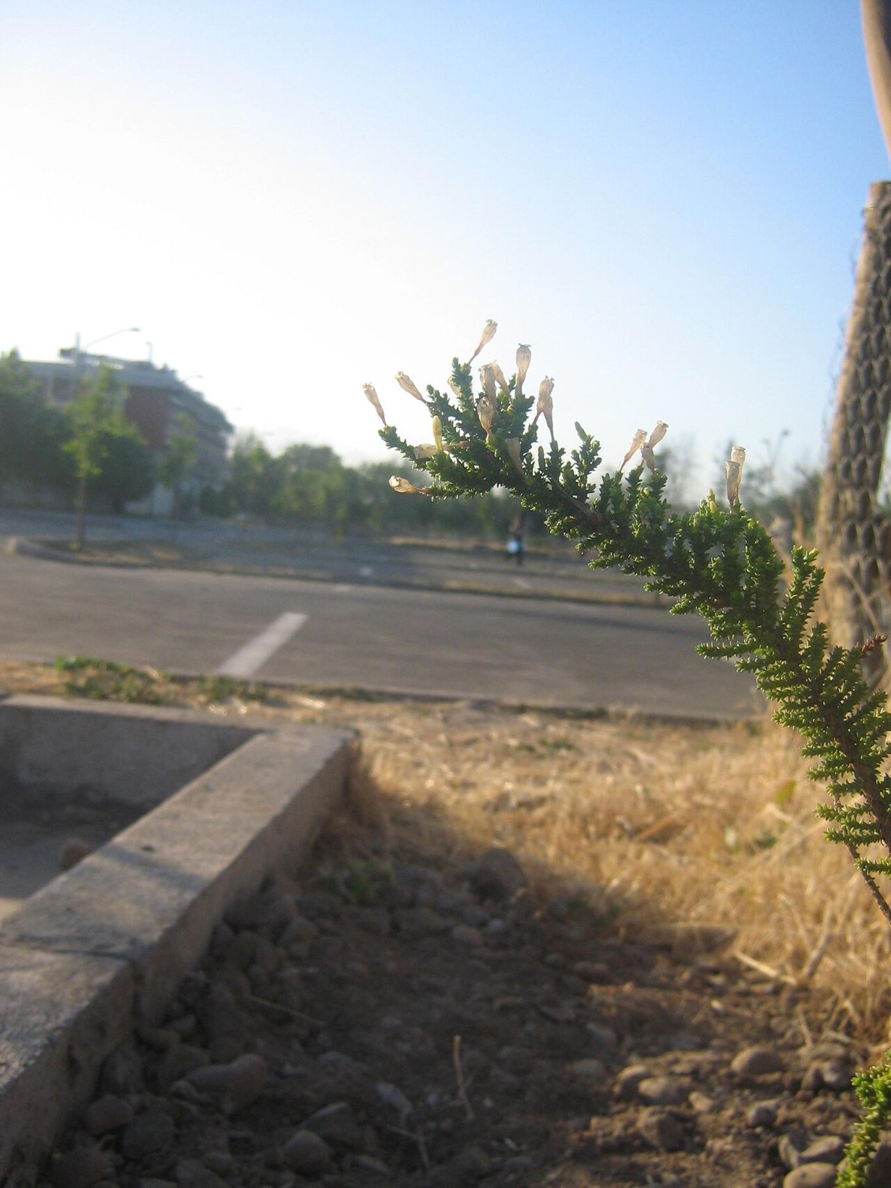 Pichi pichi: Fabiana imbricata , Chilean shrub