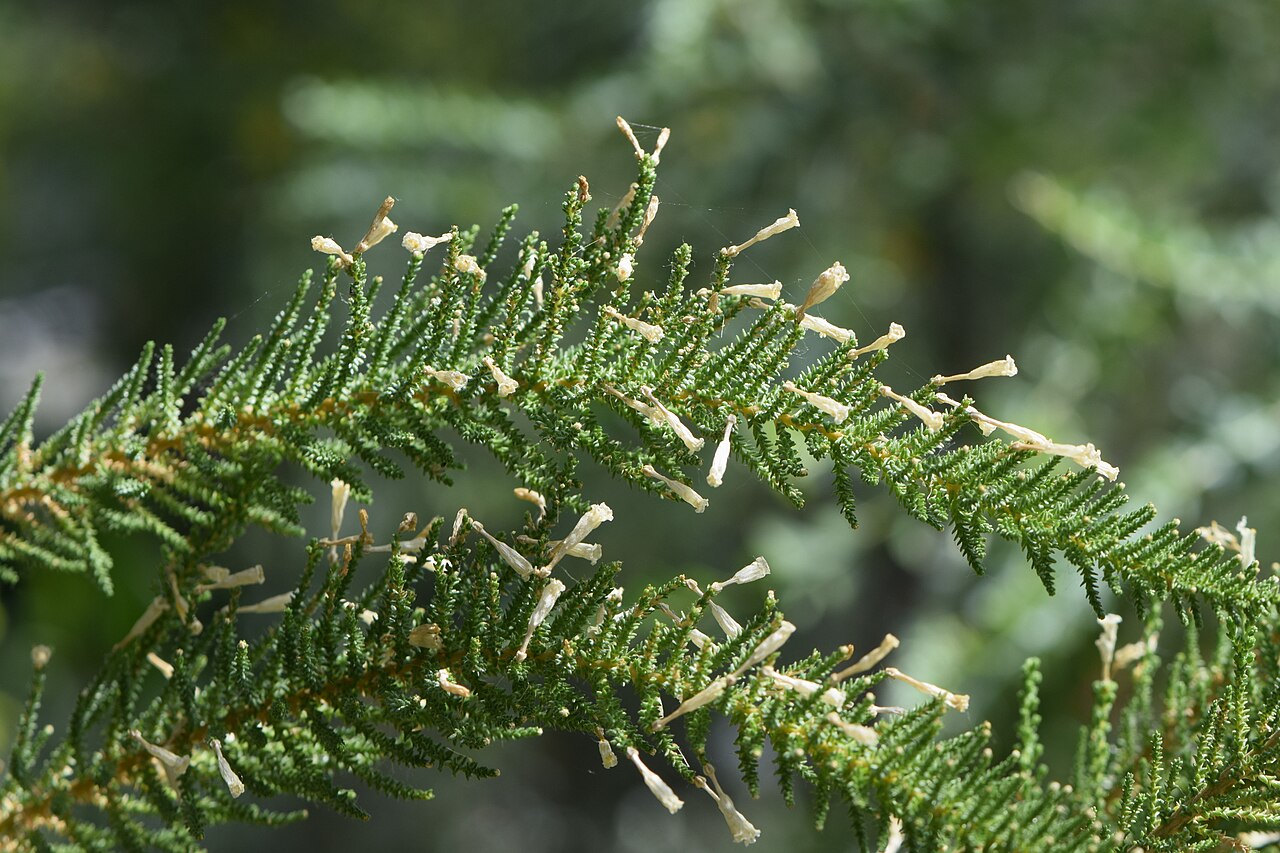 Pichi pichi: Fabiana imbricata in the Botanischer Garten, Berlin-Dahlem