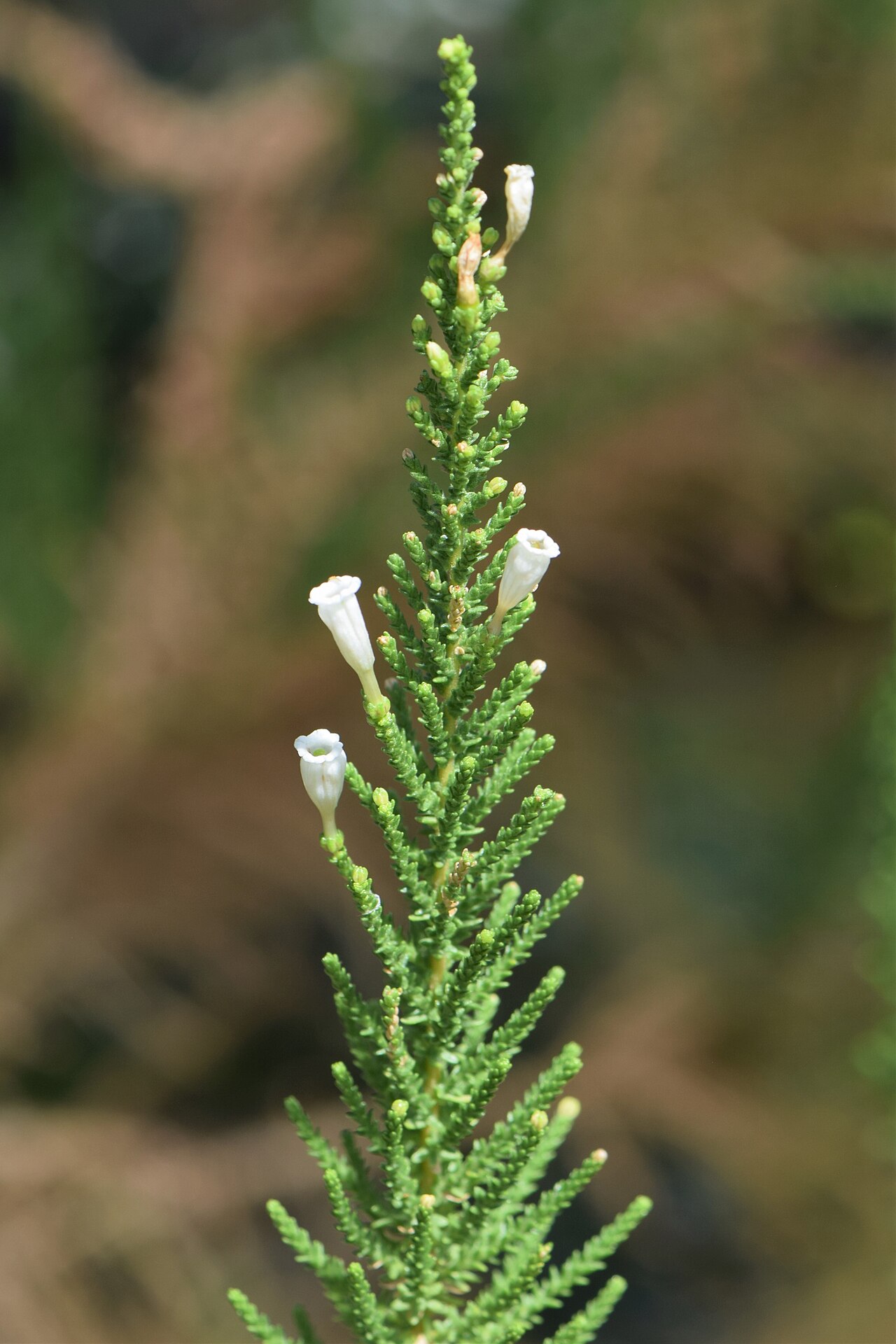 Pichi pichi: Fabiana imbricata in the Botanischer Garten, Berlin-Dahlem