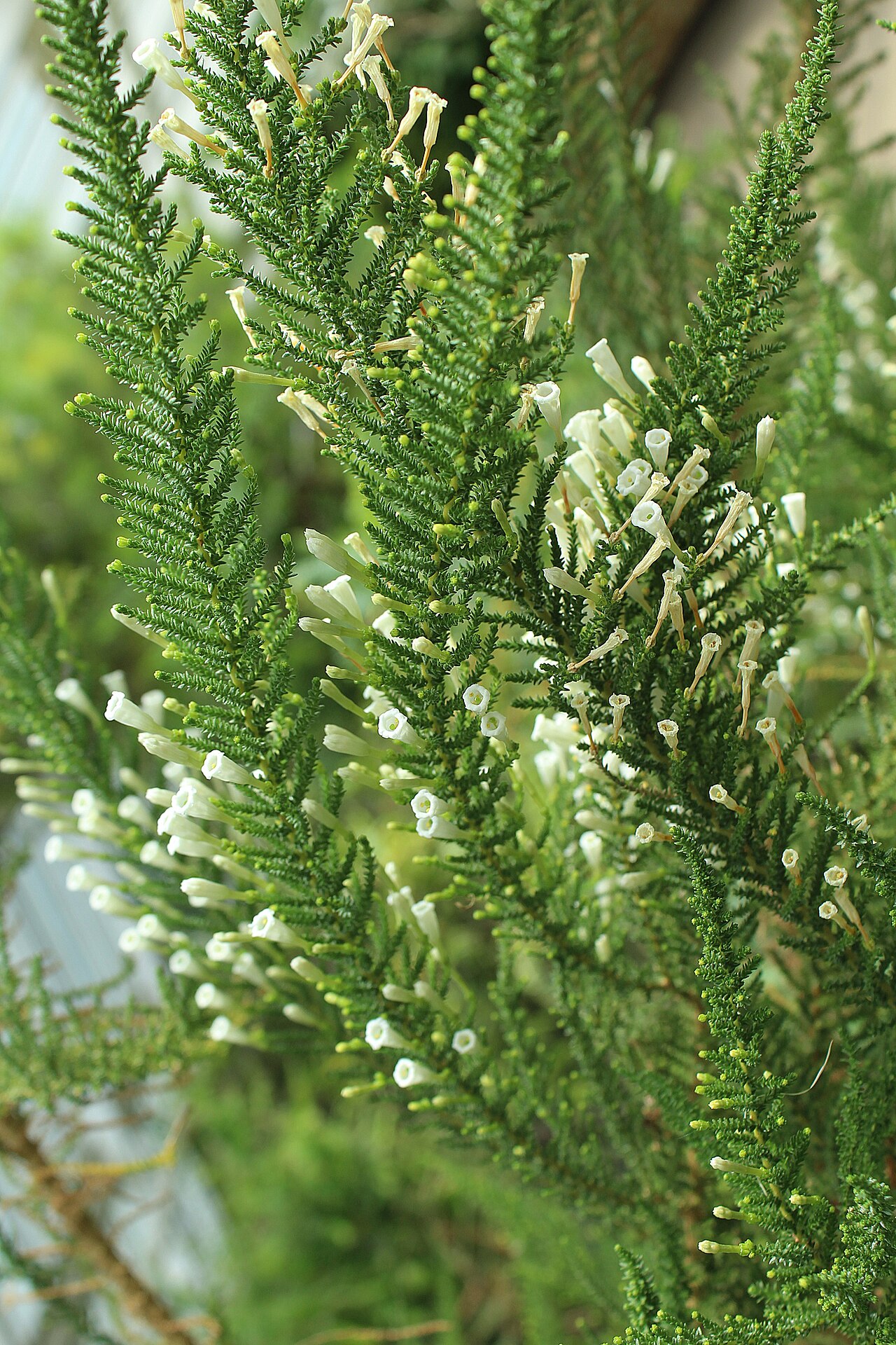Pichi pichi: Berlin-Dahlem, botanical garden, Fabiana imbricata