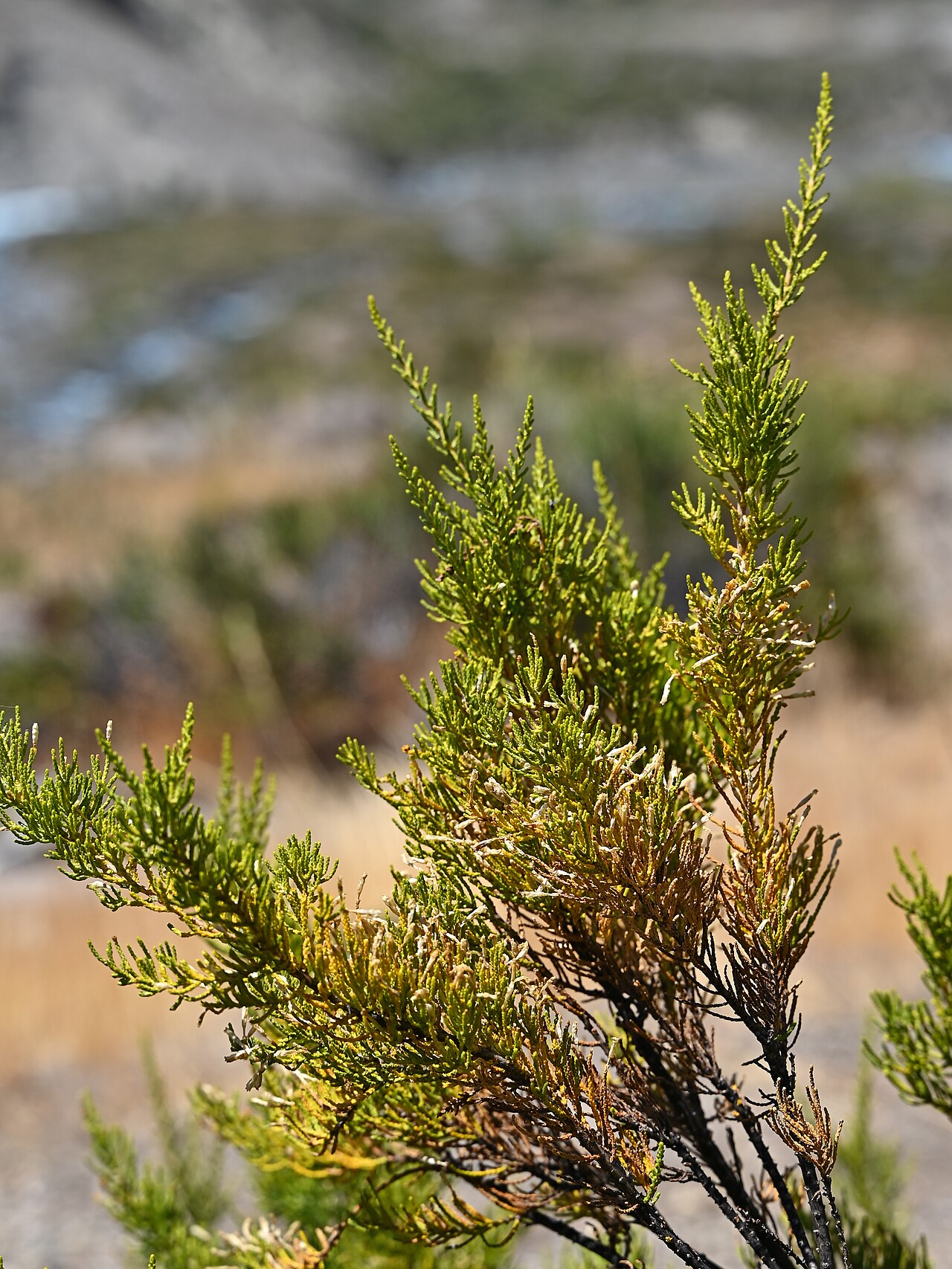 Pichi pichi: Fabiana imbricata 14km SE from El Medano in Rio Maule valley, Region del Maule, Chile