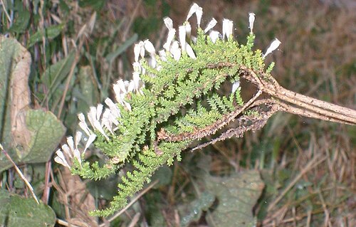 Pichi pichi: Fabiana imbricata , shrub growing at Biohuerto P. Univ. Catolica de Chile, Santiago San Joaquin