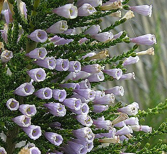 Pichi pichi: A shrub of the southern Andes, where it is known as Pichi. Univ. B.C. Botanical Gardens. In context at www.dixpix.ca/sth_cordillera/flora/spuds/index.html