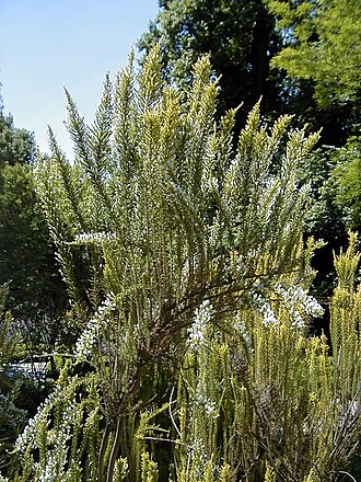 Pichi pichi: Fabiana imbricata . Real Jardín Botánico de Madrid.