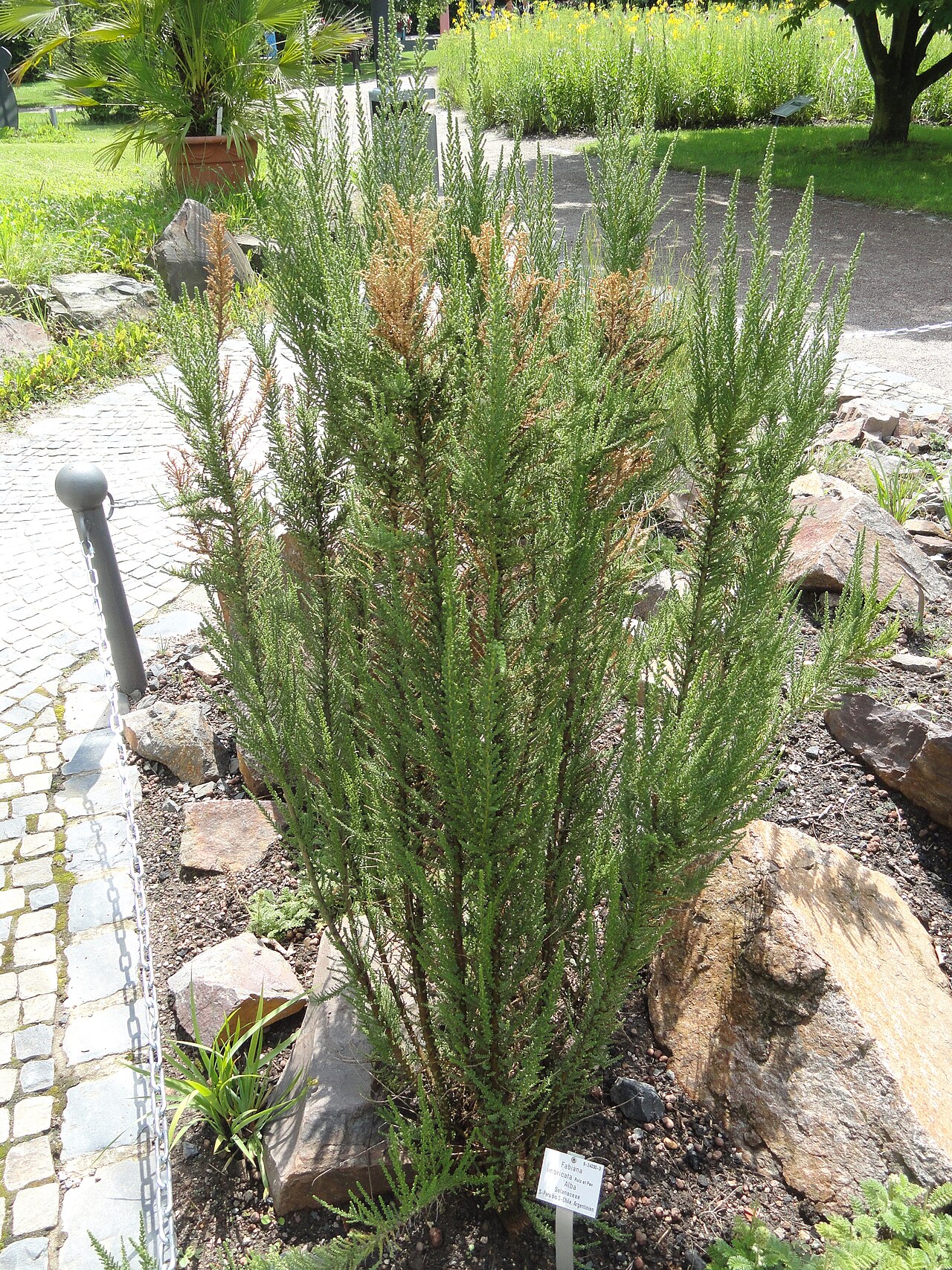 Pichi pichi: Botanical specimen in the Palmengarten, Frankfurt am Main, Germany.