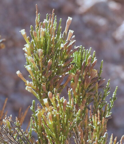 Fabiana patagonica (Fabiana patagonica)
