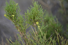 Fabiana patagonica (Fabiana patagonica)