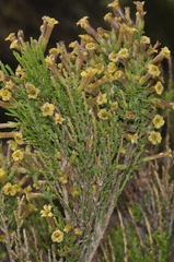 Fabiana patagonica (Fabiana patagonica)