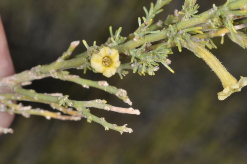 Fabiana patagonica (Fabiana patagonica)