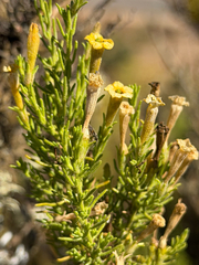 Fabiana viscosa (Fabiana viscosa)
