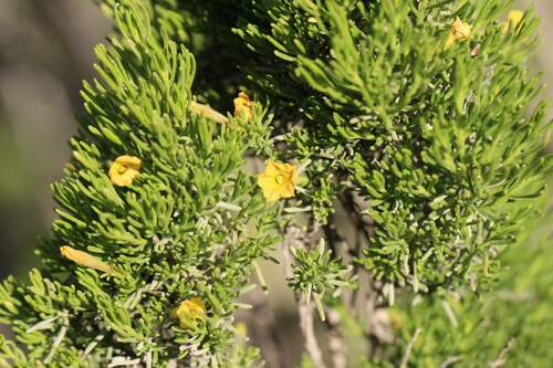 Fabiana viscosa (Fabiana viscosa)