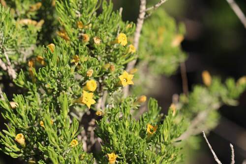 Fabiana viscosa (Fabiana viscosa)