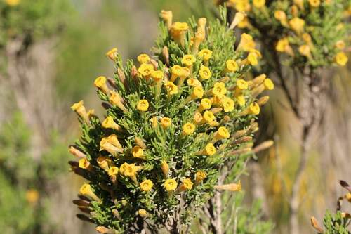 Fabiana viscosa (Fabiana viscosa)