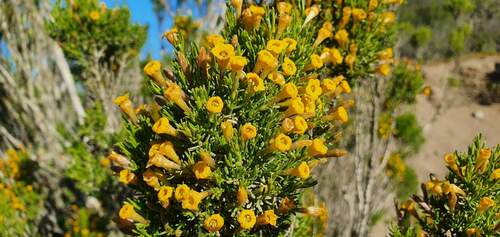 Fabiana viscosa (Fabiana viscosa)