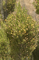 Fabiana viscosa (Fabiana viscosa)