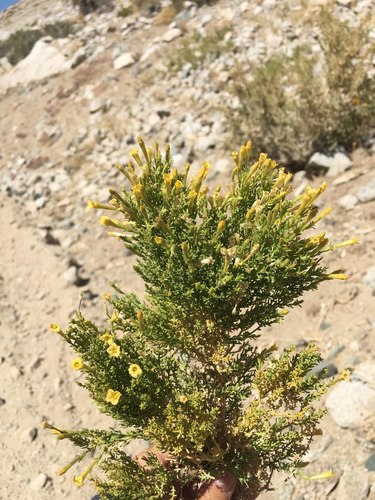 Fabiana viscosa (Fabiana viscosa)