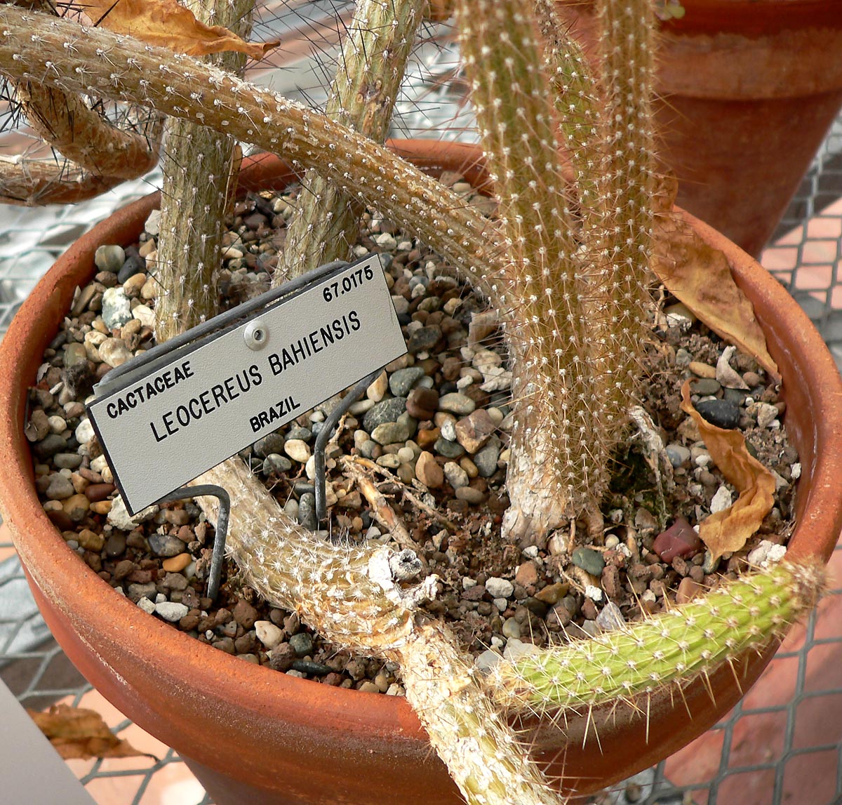 Facheiroa bahiensis: Photo of Leocereus bahiensis at the University of California Botanical Garden