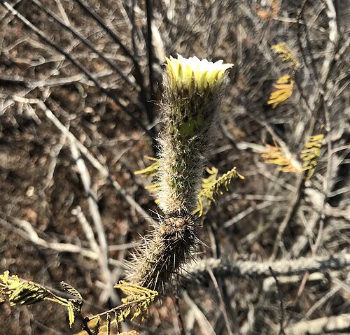 Facheiroa bahiensis: Leocereus bahiensis in Brazil