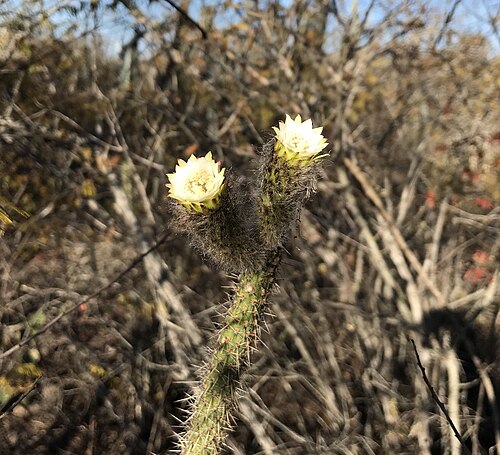 Facheiroa bahiensis: Leocereus bahiensis in Brazil