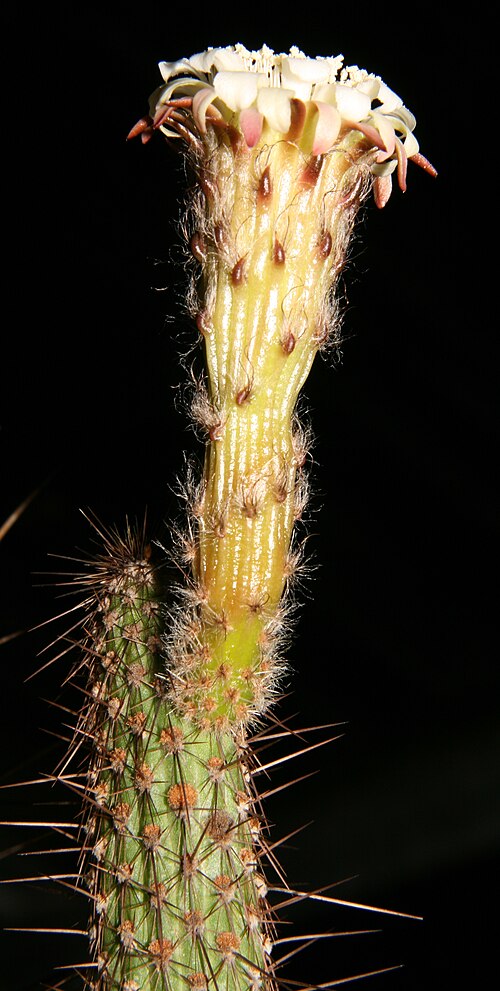 Facheiroa bahiensis: plant from Monte Azul, Minas Gerais, Brasil