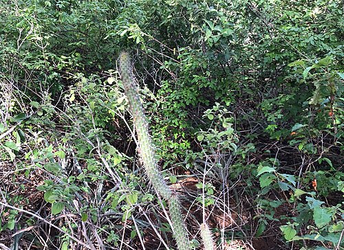 Facheiroa bahiensis: Leocereus bahiensis in Brazil