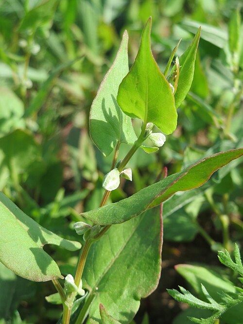Buckwheat: Echter Buchweizen ( Fagopyrum esculentum ) auf einer Ackerbrache bei Hockenheim
