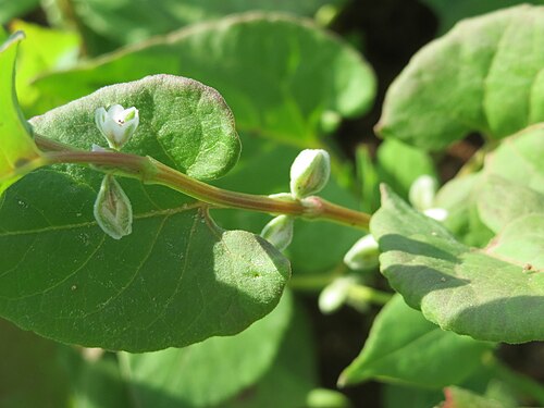 Buckwheat: Echter Buchweizen ( Fagopyrum esculentum ) auf einer Ackerbrache bei Hockenheim