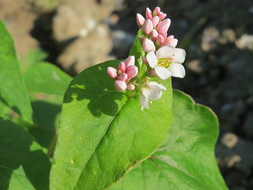Buckwheat: Verwilderter Buchweizen ( Fagopyrum esculentum ) bei Reilingen